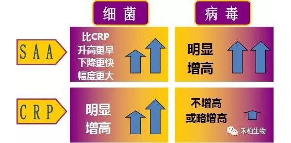 SAA，感染诊断不可或缺！