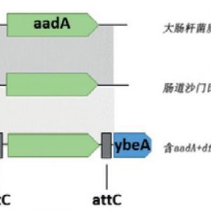 细菌病原体的鉴定和抗微生物药物耐药性分析