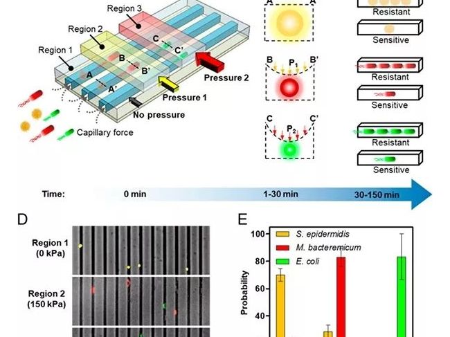 美国科学家研发出可快速检测细菌的诊断设备
