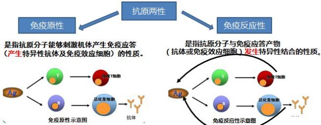 从免疫学基本原理到免疫比浊技术的应用