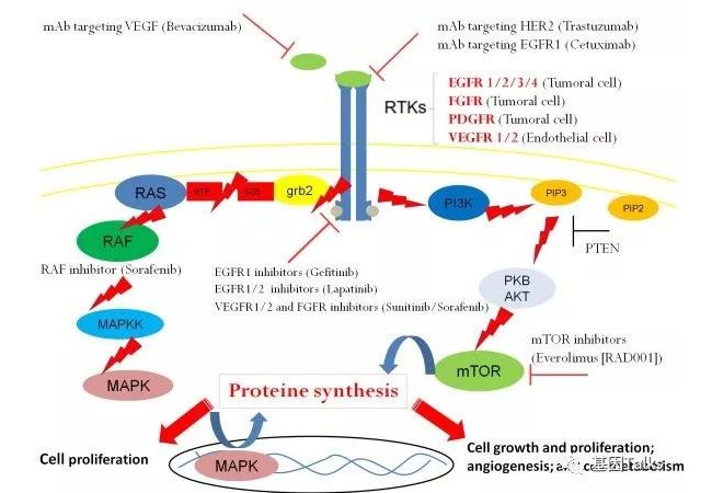 肿瘤常见分子标志物——FGFR