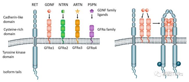 肿瘤常见分子标志物之 RET