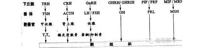 激素的“复杂人生”