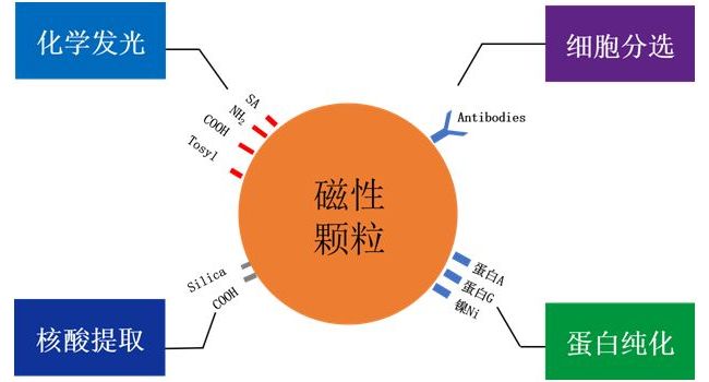 体外诊断供给侧的搅局者--磁性微纳米颗粒
