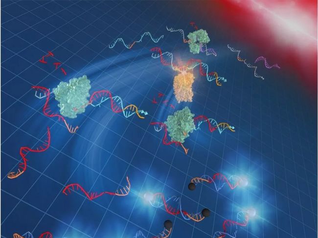 日本科学家建立新式PCR扩增方法，能在常温37°C快速扩增DNA