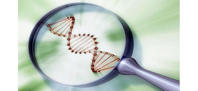 SMRT测序盘点:看哪个才是最靓的基因测序研究
