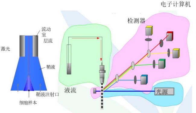 流式细胞仪市场生机勃勃，国内厂家仍然“大有可为”