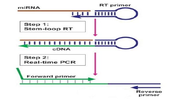 科普：PCR的前世今生