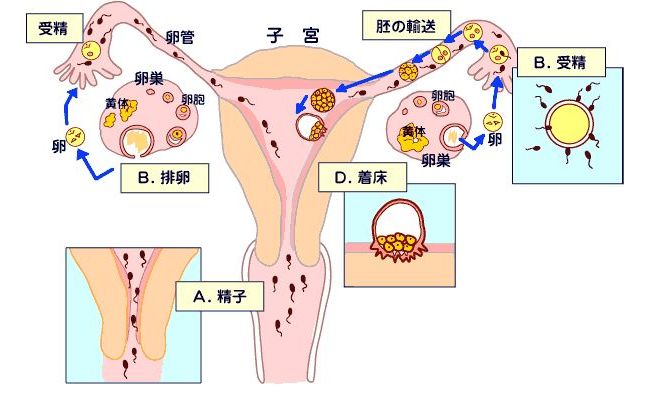 辅助生殖行业研究