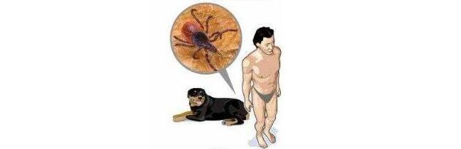 包虫病临床诊断及病原体相关游离DNA（cfDNA）简介