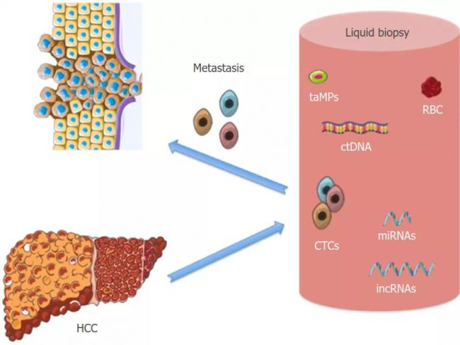 液体活检丨肝癌