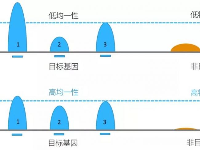 高质量基因捕获测序如何实现