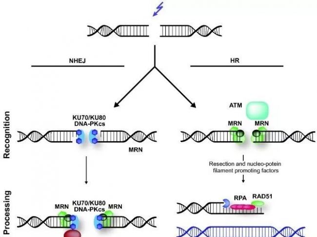 DNA分子剪刀：各类基因编辑工具概述