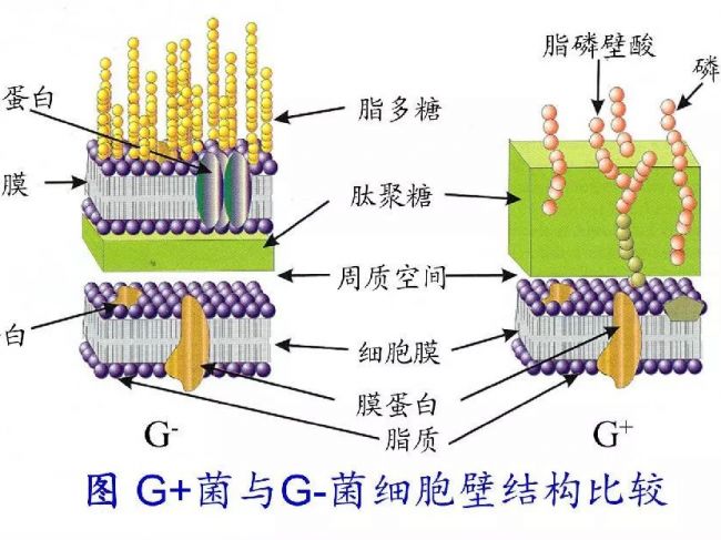 概述丨感染性疾病的检测