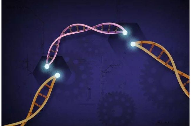Nature子刊：CRISPR联手病毒基因！开启全新免疫基因疗法捕获 “逃逸”癌细胞