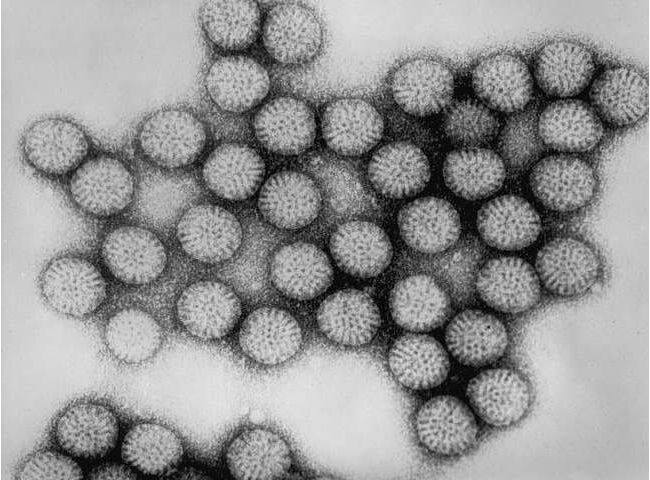 Cell：轮状病毒感染的真凶——肠道细菌已被分离出，今后可预防