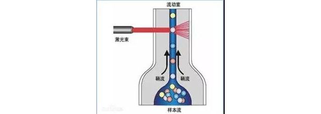 浅谈流式细胞仪的工作原理和应用