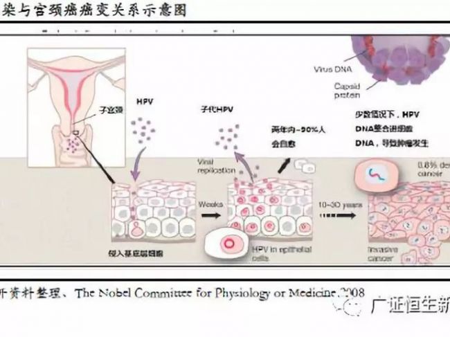 研报再赏 |【宫颈癌早筛深度】细胞学检测+AI与HPV检测是未来发展趋势