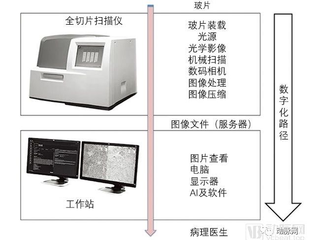 今年14起融资，数字病理正在进入快车道，AI将重构产业