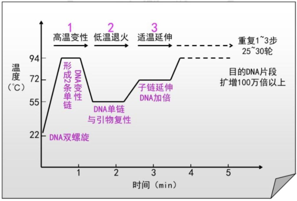 超多重pcr技术及其在临床病原微生物检测的应用一