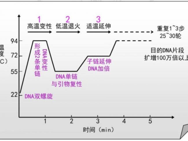 超多重PCR技术及其在临床病原微生物检测的应用