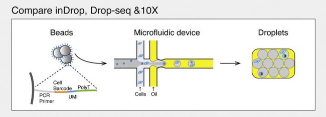 国人一区作品：基于微滴的超高通量单细胞RNA-Seq系统的比较分析（IF=14.548）