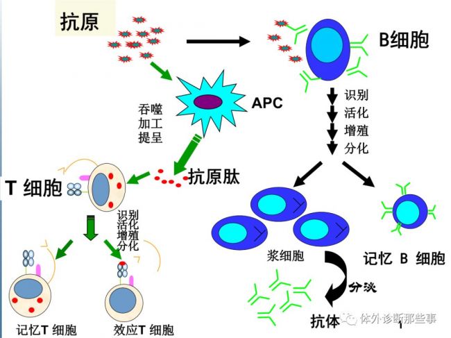 体外诊断生物活性原料的研制