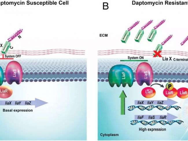 PNAS：“超级细菌”的秘密武器已被发现