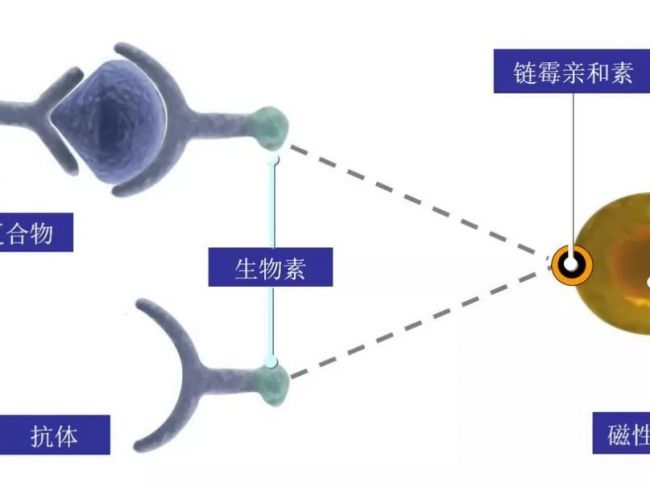 常见免疫技术鉴析及化学发光纳米磁微粒
