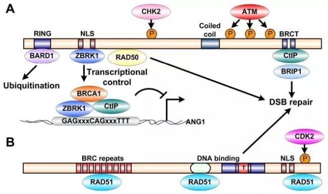 NGS的BRCA1/2基因检测与致病解读