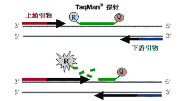 上辑丨您关心的新型冠状病毒RT-PCR检测的内容看这里！
