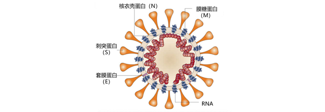 战疫“检”报｜新型冠状病毒（2019-nCoV）核酸实验室检测要点