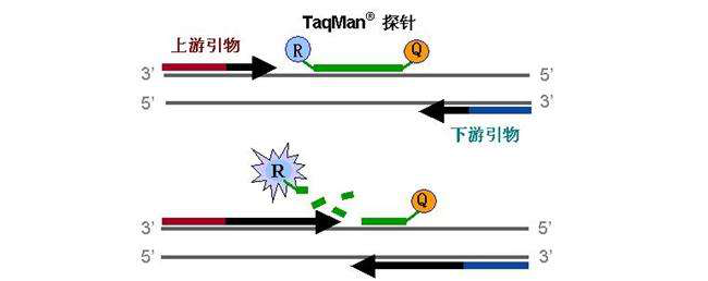 单靶标or多靶标：新冠检测试剂该如何选择？