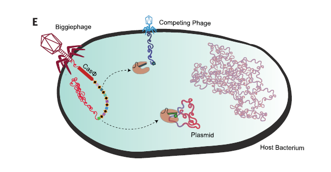 Science重磅：科学家发现新型基因编辑工具，体积是CRISPR-Cas9的一半！