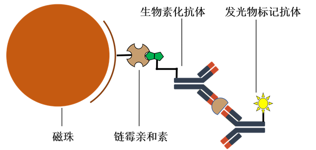 亲和素-生物素系统，如何减少干扰，更好地应用于免疫检测