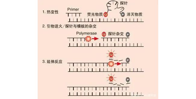 BD公司HPV分型获FDA批准，盘点国外5大HPV产品