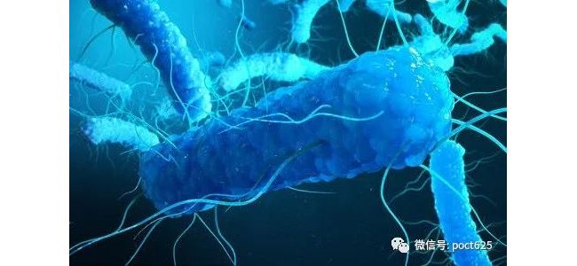 微生物检验： 微生物检验中变形杆菌培养鉴定要点