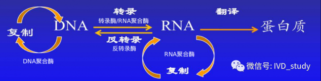 各种PCR的“酶”你不行！