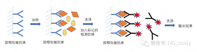 IVD免疫诊断原理一览