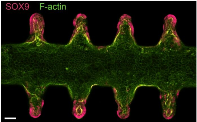 【Nature】科学家利用微流控系统构建具有高度生理相关性的下一代类器官