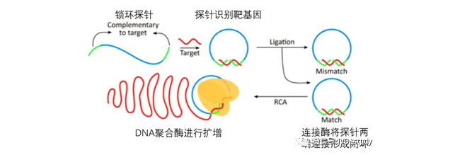 最简单的恒温扩增PCR——RCA/RCT
