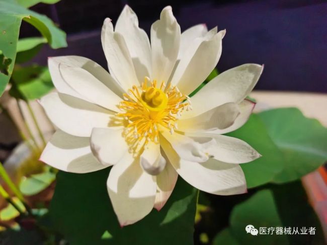 浅谈如何成为一名优秀的医疗器械（RA）法规注册人员