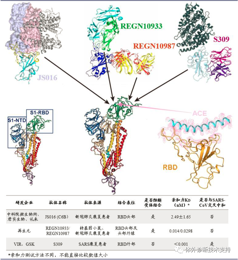新冠病毒单克隆抗体图片
