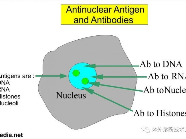 自身抗体检测|抗核抗体检测(ANA)