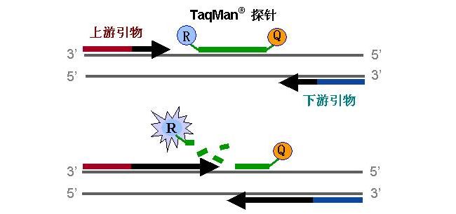 【干货分享】荧光定量PCR要点