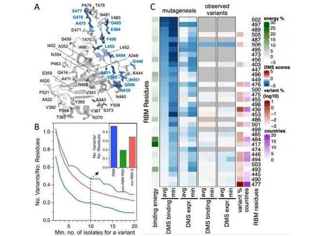 bioRxiv：新冠病毒突变N439K竟能削弱中和抗体的活性