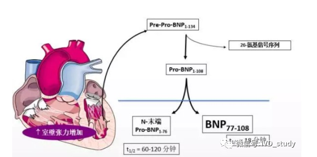 该如何选择？——BNP和NT-proBNP 异同点盘点