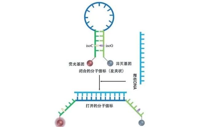 实时荧光PCR技术，比你想象的更丰富！