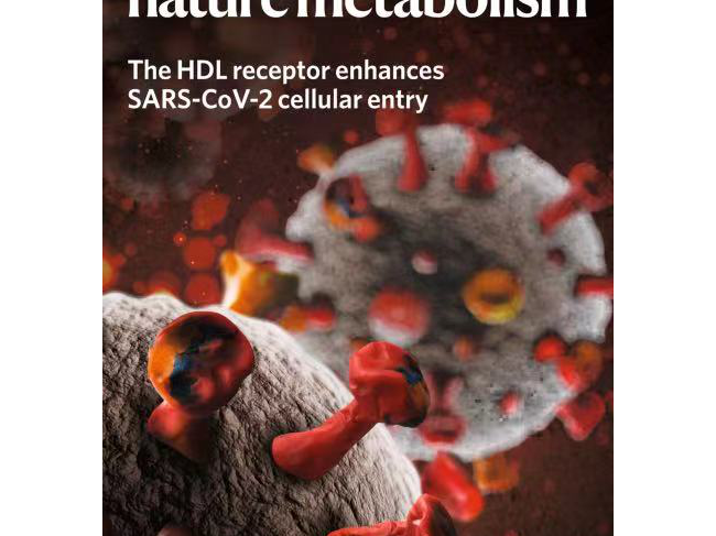 中国科学家新冠病毒研究成果荣登Nature子刊封面，揭示感染新机制！