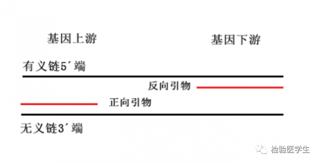 分子生物学诊断试剂的研发—引物和探针设计